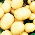 картофель холмогорский описание сорта фото отзывы смотреть