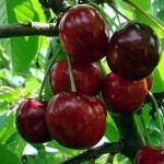 черешня родина описание сорта фото отзывы онлайн черешня родина описание сорта фото отзывы